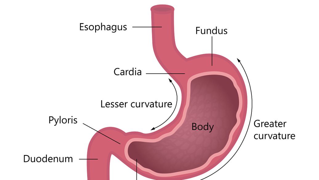 Conditioning the stomach,Ten good ways for you ! – Lovely Poo Poo